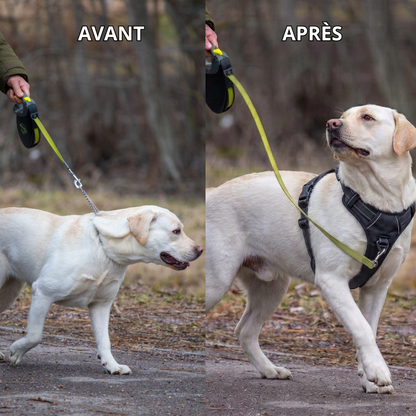 Harnais de Promenade Anti-Traction Pro